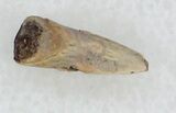 Permian Amphibian (Trimerorhachis) Claw - Oklahoma #33613-1